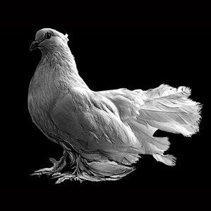 Изображение животных и птиц для гравировки, фото 17